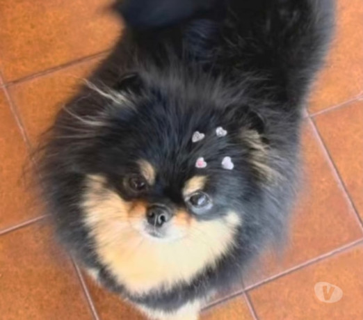 spitz-alemao-anao-linhagem-coreana-bombinhas-sc-melhor-oferta-santa-catarinabombinhas-em-santa-catarinabombinhas-negociavel-big-3