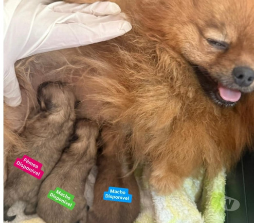 spitz-alemao-anao-linhagem-coreana-bombinhas-sc-melhor-oferta-santa-catarinabombinhas-em-santa-catarinabombinhas-negociavel-big-1