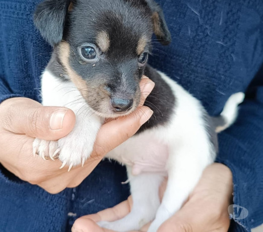 filhotes-fox-paulistinha-machos-cotia-oferta-de-f-de-qualidade-em-sao-paulo-big-0