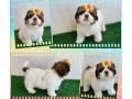 shihtzu-femeas-e-machos-goiania-go-oferta-de-em-goiasgoiania-qualidade-garantida-com-otimo-custo-beneficio-em-goiasgoiania-condicao-especial-small-0