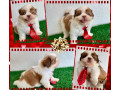 shihtzu-femeas-e-machos-goiania-go-oferta-de-em-goiasgoiania-qualidade-garantida-com-otimo-custo-beneficio-em-goiasgoiania-condicao-especial-small-2