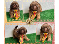 shihtzu-femeas-e-machos-goiania-go-oferta-de-em-goiasgoiania-qualidade-garantida-com-otimo-custo-beneficio-em-goiasgoiania-condicao-especial-small-3