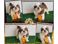 shihtzu-femeas-e-machos-goiania-go-oferta-de-em-goiasgoiania-qualidade-garantida-com-otimo-custo-beneficio-em-goiasgoiania-condicao-especial-small-1
