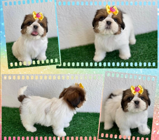 shihtzu-femeas-e-machos-goiania-go-oferta-de-em-goiasgoiania-qualidade-garantida-com-otimo-custo-beneficio-em-goiasgoiania-condicao-especial-big-0