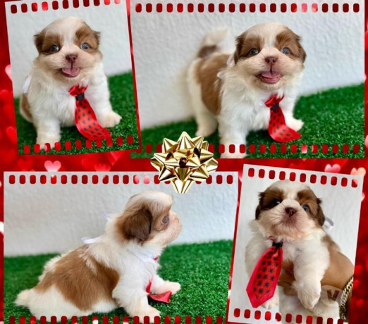shihtzu-femeas-e-machos-goiania-go-oferta-de-em-goiasgoiania-qualidade-garantida-com-otimo-custo-beneficio-em-goiasgoiania-condicao-especial-big-2