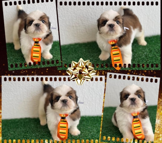 shihtzu-femeas-e-machos-goiania-go-oferta-de-em-goiasgoiania-qualidade-garantida-com-otimo-custo-beneficio-em-goiasgoiania-condicao-especial-big-1