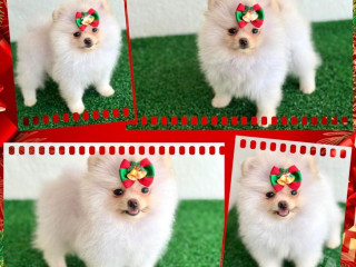 lulu-da-pomerania-femea-e-machos-goiania-go-goiasgoiania-oportunidade-unica-em-goiasgoiania