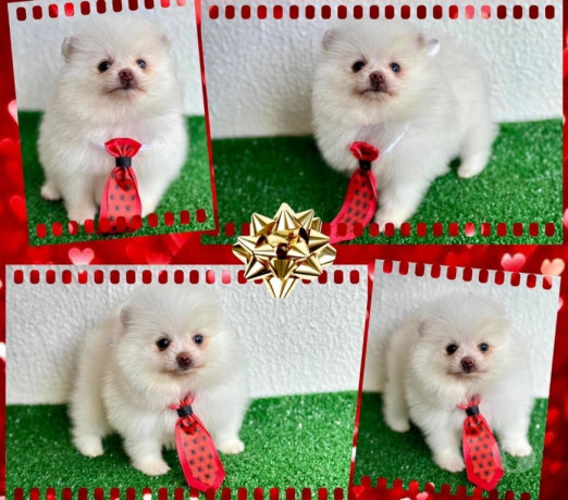 lulu-da-pomerania-femea-e-machos-goiania-go-goiasgoiania-oportunidade-unica-em-goiasgoiania-big-2