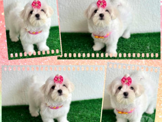 maltes-femeas-e-machos-goiania-go-a-venda-de-f-de-qualidade-em-goiasgoiania-em-goiasgoiania