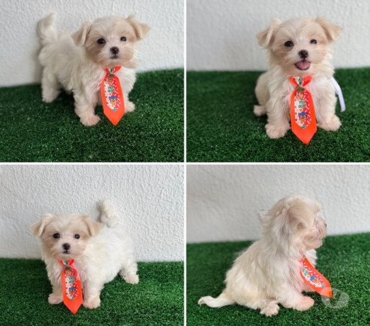 maltes-femeas-e-machos-goiania-go-a-venda-de-f-de-qualidade-em-goiasgoiania-em-goiasgoiania-big-1