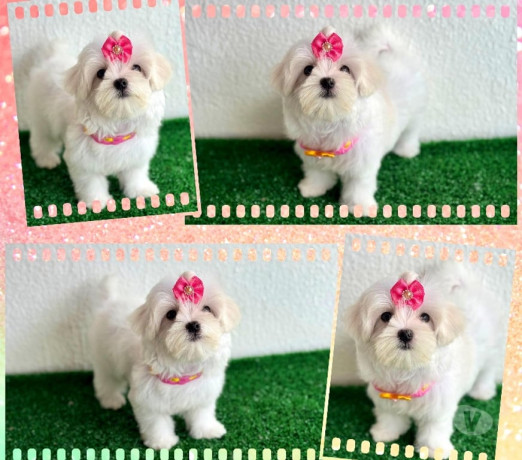 maltes-femeas-e-machos-goiania-go-a-venda-de-f-de-qualidade-em-goiasgoiania-em-goiasgoiania-big-0