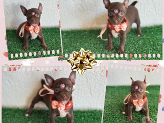 pincher-0-com-1-feminha-goiania-go-venda-de-filh-premium-em-goiasgoiania-em-goiasgoiania