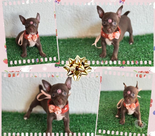 pincher-0-com-1-feminha-goiania-go-venda-de-filh-premium-em-goiasgoiania-em-goiasgoiania-big-0