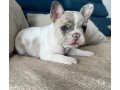 bulldog-frances-filhotes-barra-funda-rs-oferta-de-sao-paulo-oportunidade-unica-entrega-imediata-small-0