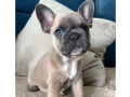 bulldog-frances-filhotes-barra-funda-rs-oferta-de-sao-paulo-oportunidade-unica-entrega-imediata-small-1