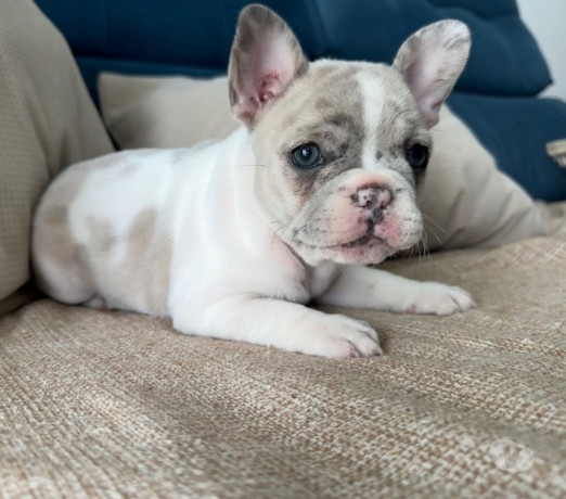 bulldog-frances-filhotes-barra-funda-rs-oferta-de-sao-paulo-oportunidade-unica-entrega-imediata-big-0