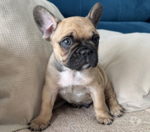 bulldog-frances-filhotes-barra-funda-rs-oferta-de-sao-paulo-oportunidade-unica-entrega-imediata-big-3