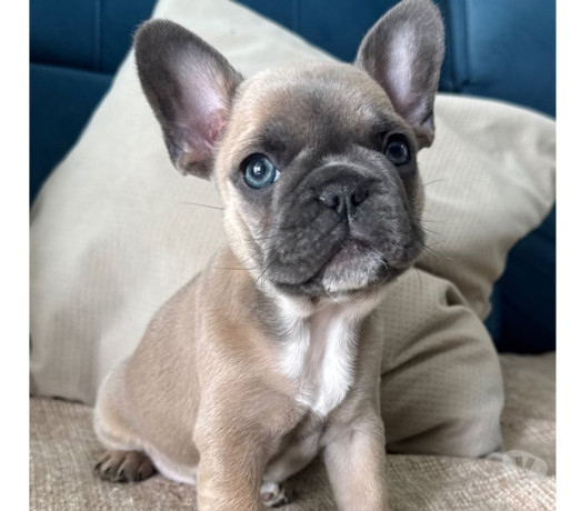 bulldog-frances-filhotes-barra-funda-rs-oferta-de-sao-paulo-oportunidade-unica-entrega-imediata-big-1