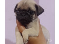 bebes-pug-macho-e-femea-saude-venda-de-filhotes-de-qualidade-em-sao-paulo-small-0