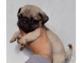 bebes-pug-macho-e-femea-saude-venda-de-filhotes-de-qualidade-em-sao-paulo-small-3