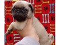 bebes-pug-macho-e-femea-saude-venda-de-filhotes-de-qualidade-em-sao-paulo-small-2