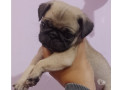 bebes-pug-macho-e-femea-saude-venda-de-filhotes-de-qualidade-em-sao-paulo-small-1