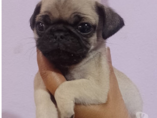 bebes-pug-macho-e-femea-saude-venda-de-filhotes-de-qualidade-em-sao-paulo
