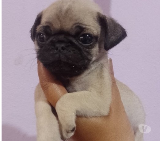 bebes-pug-macho-e-femea-saude-venda-de-filhotes-de-qualidade-em-sao-paulo-big-0