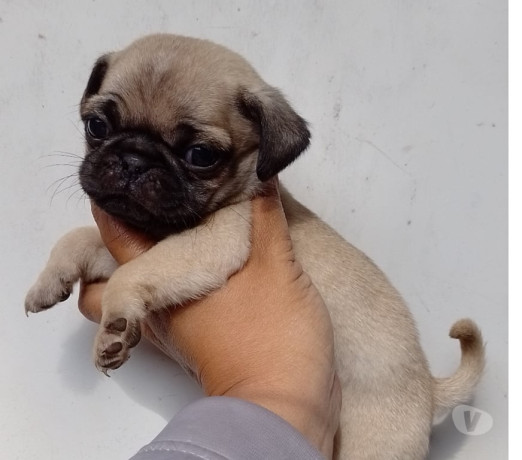 bebes-pug-macho-e-femea-saude-venda-de-filhotes-de-qualidade-em-sao-paulo-big-3