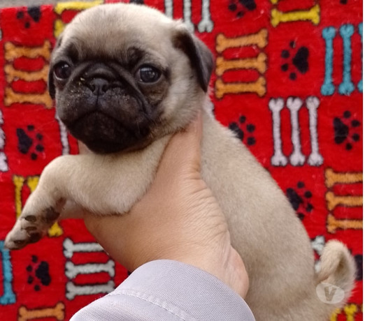 bebes-pug-macho-e-femea-saude-venda-de-filhotes-de-qualidade-em-sao-paulo-big-2