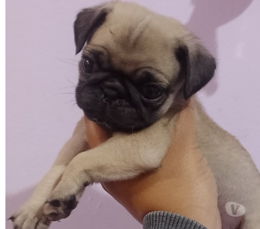 bebes-pug-macho-e-femea-saude-venda-de-filhotes-de-qualidade-em-sao-paulo-big-1