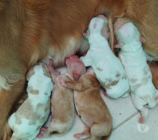 cocker-spainel-filhotes-lindos-piraja-venda-de-f-premium-em-bahiasalvador-piraja-r-150000-em-bahiasalvador-piraja-r-150000-condicao-especial-big-0