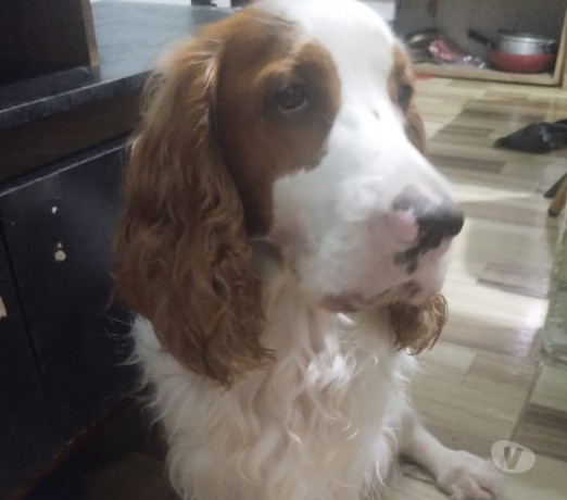 cocker-spainel-filhotes-lindos-piraja-venda-de-f-premium-em-bahiasalvador-piraja-r-150000-em-bahiasalvador-piraja-r-150000-condicao-especial-big-1