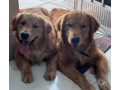 golden-retriver-disponivel-para-reserva-volta-redo-premium-em-rio-de-r-180000-r-180000-small-2