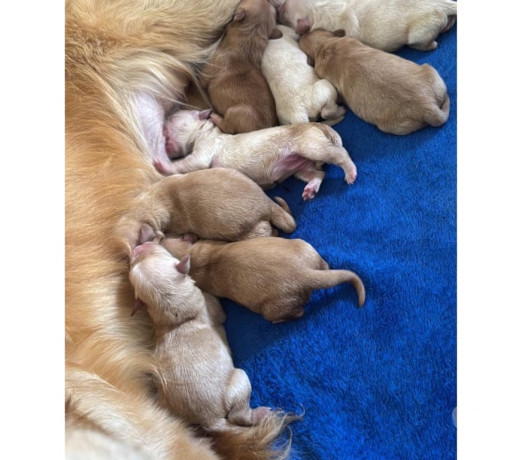 golden-retriver-disponivel-para-reserva-volta-redo-premium-em-rio-de-r-180000-r-180000-big-1