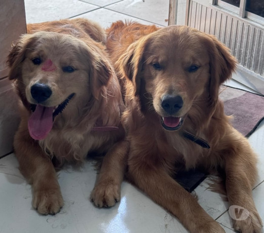 golden-retriver-disponivel-para-reserva-volta-redo-premium-em-rio-de-r-180000-r-180000-big-2