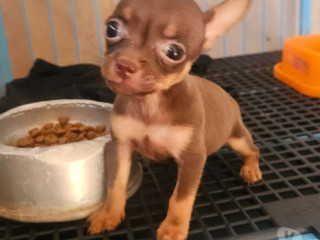 semi-novo-sao-paulo-otima-oportunidade