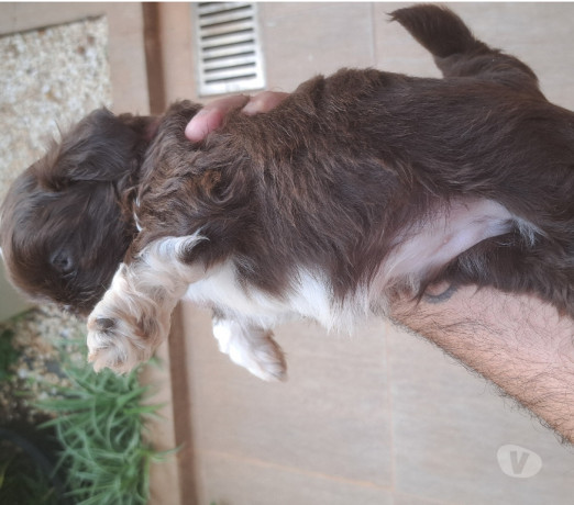 filhote-de-shitzu-sao-jose-do-rio-preto-sp-oferta-premium-em-sao-paulo-oportunidade-unica-big-1