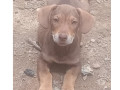 cachorro-basset-macae-rj-venda-de-filhotes-premium-em-rio-de-r-50000-r-50000-oportunidade-unica-small-0