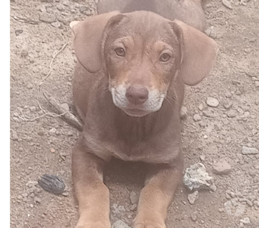 cachorro-basset-macae-rj-venda-de-filhotes-premium-em-rio-de-r-50000-r-50000-oportunidade-unica-big-0