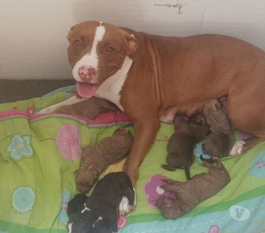 semi-novo-rio-de-otima-oportunidade-negociavel-big-0