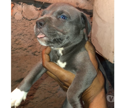 disponivel-minas-geraisbelo-conservado-r-50000-em-minas-geraisbelo-r-50000-garantia-big-0