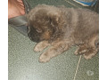 chow-chows-a-venda-sao-goncalo-rj-venda-de-filho-de-alto-padrao-em-rio-de-negociavel-small-2