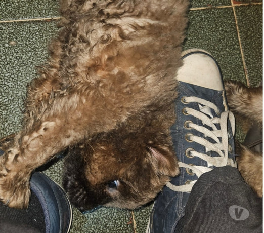 chow-chows-a-venda-sao-goncalo-rj-venda-de-filho-de-alto-padrao-em-rio-de-negociavel-big-4