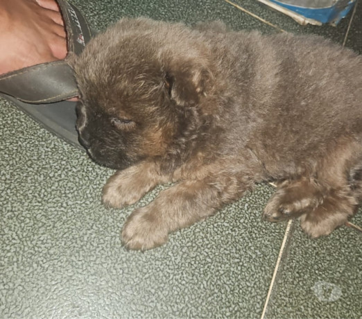 chow-chows-a-venda-sao-goncalo-rj-venda-de-filho-de-alto-padrao-em-rio-de-negociavel-big-2