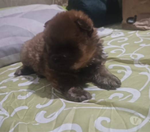 chow-chows-a-venda-sao-goncalo-rj-venda-de-filho-de-alto-padrao-em-rio-de-negociavel-big-1