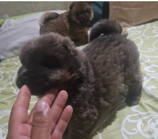 chow-chows-a-venda-sao-goncalo-rj-venda-de-filho-de-alto-padrao-em-rio-de-negociavel-big-3