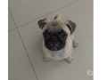 pug-femea-filhote-se-sao-paulo-venda-de-filhote-premium-em-sao-paulo-entrega-imediata-small-0