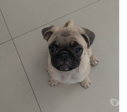 pug-femea-filhote-se-sao-paulo-venda-de-filhote-premium-em-sao-paulo-entrega-imediata-big-0
