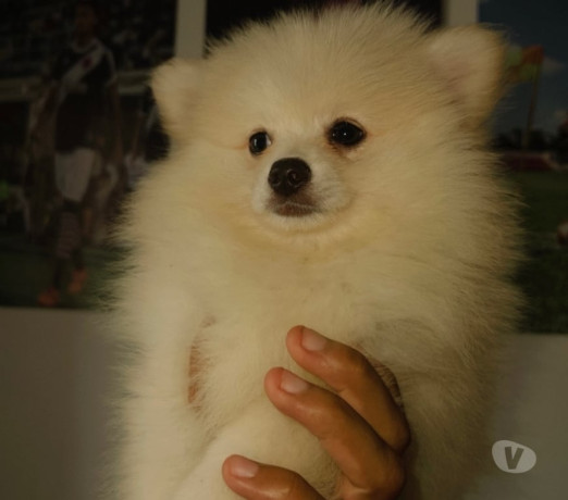 lulu-da-pomerania-macho-sao-cristovao-disponivel-de-f-de-selecionado-em-rio-de-entrega-imediata-big-0